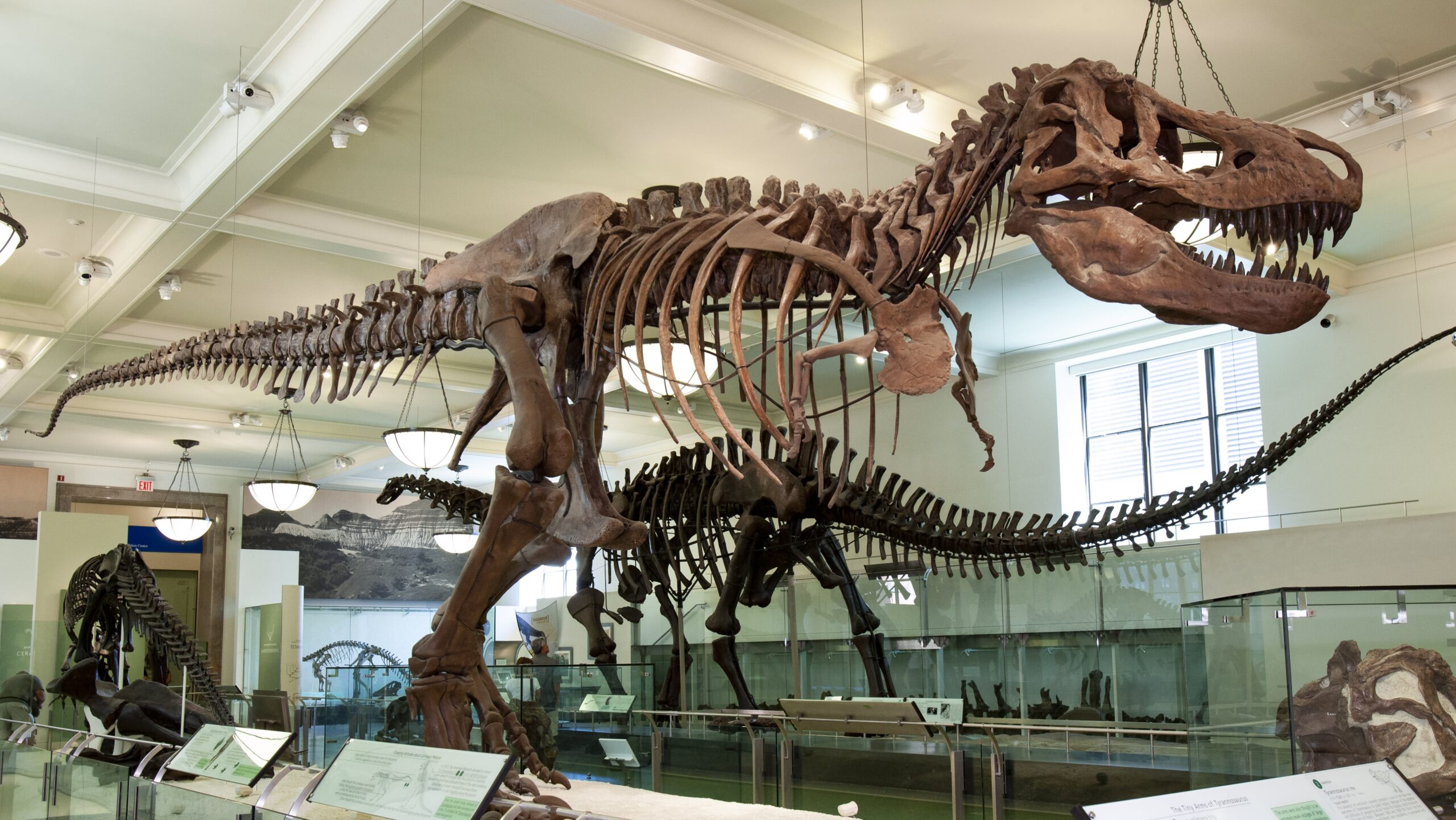 Dinosaur Day